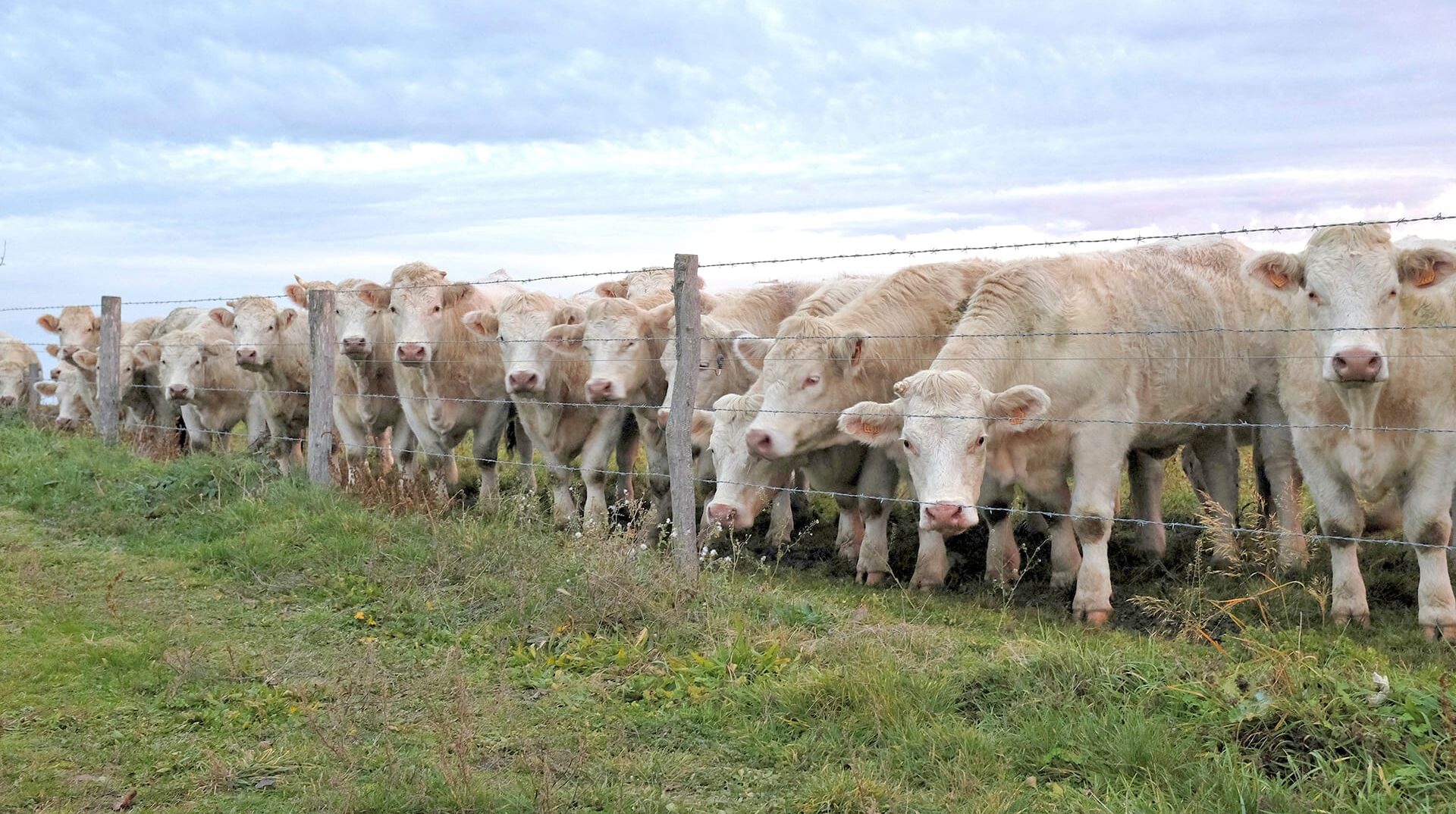 Вирощений без гормонів, стероїдів або антибіотиків.
