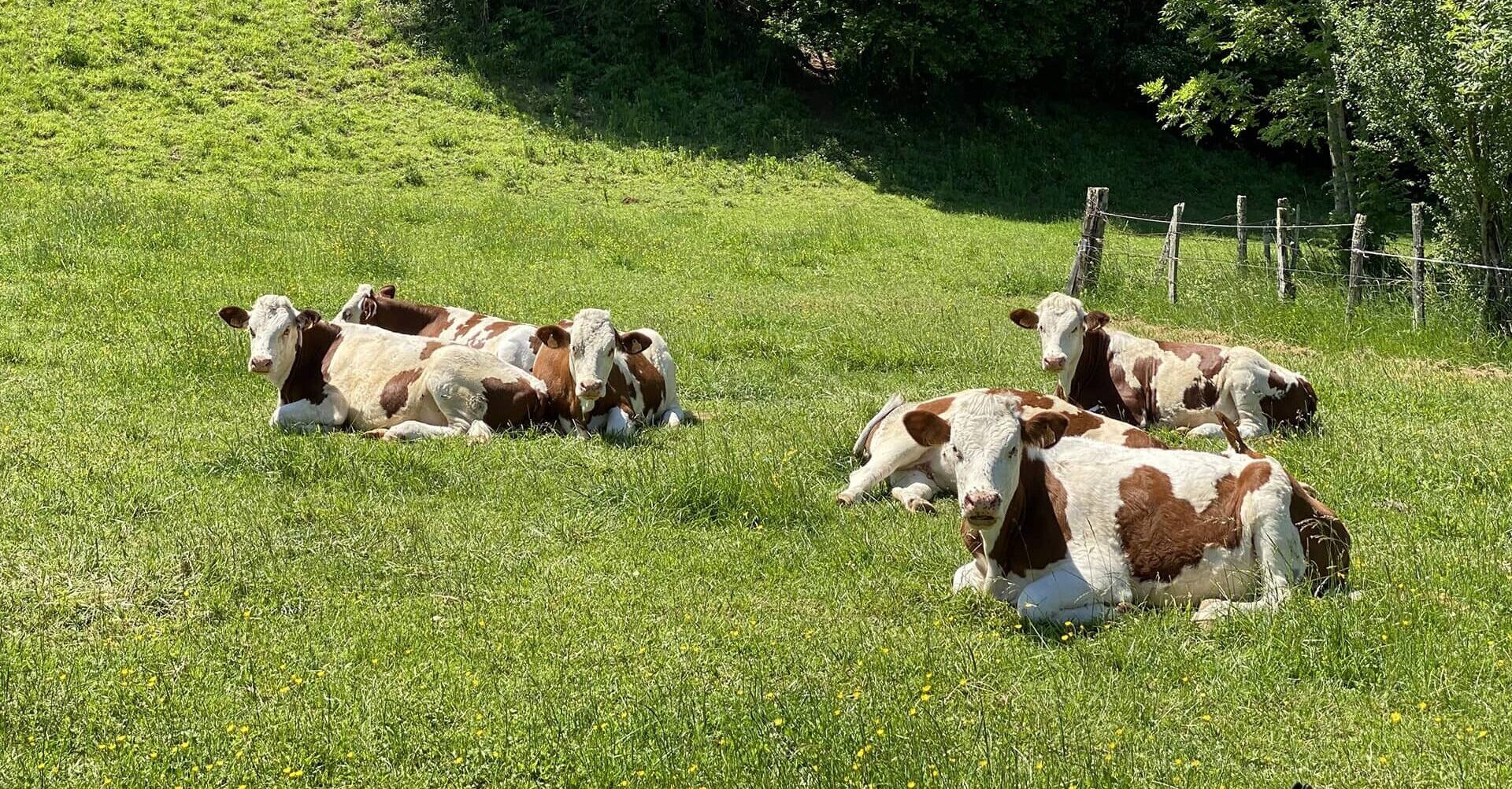 Тварини та тваринництво.